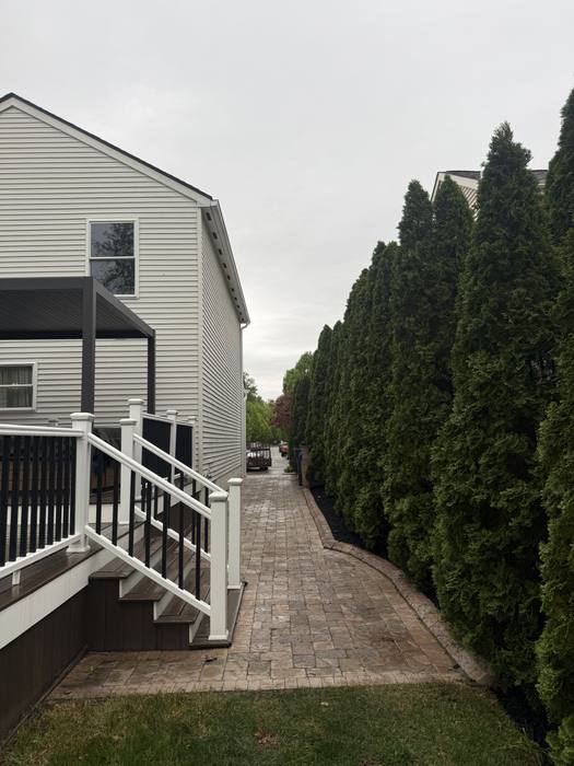 Arborvitae trees lining a walkway after planting