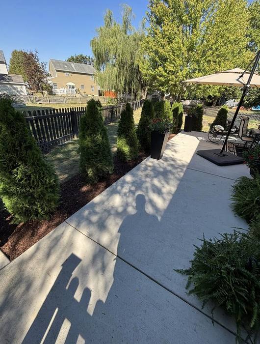 Row of newly planted privacy shrubs along a property line