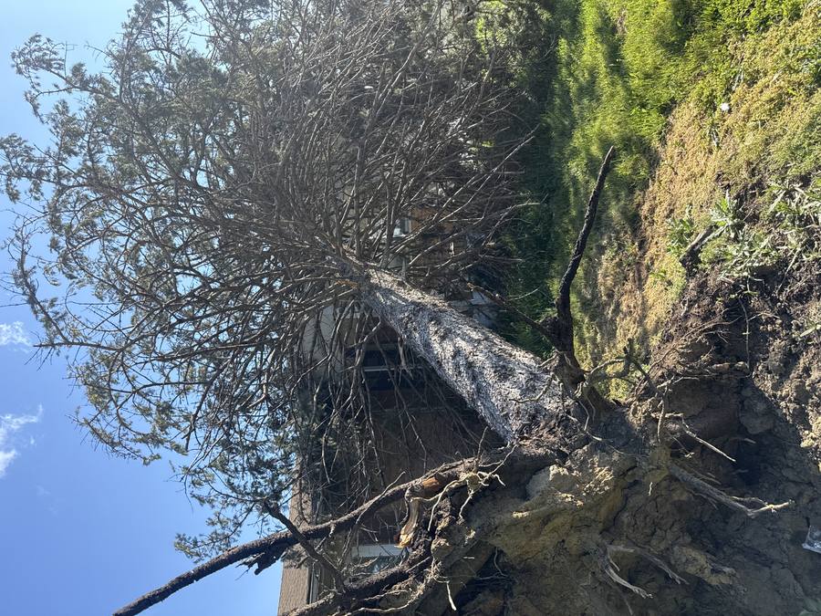 Large storm-uprooted tree leaning across a residential yard